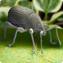 pidocchi pidocchi