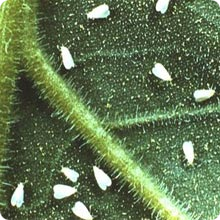 aleurodide aleurodide