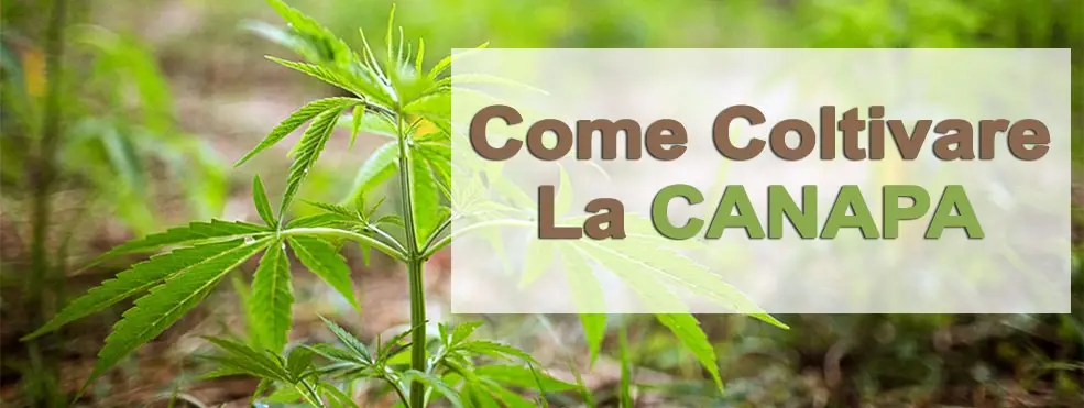 Coltivazione canapa light Coltivazione canapa light