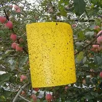 La trappola cattura moscerini della frutta | Ongaro Disinfestazioni