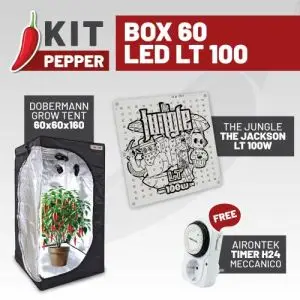 KIT PEPPER - BOX 60 - LED LT 100