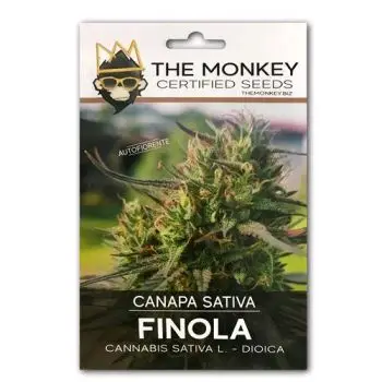THE MONKEY - FINOLA AUTOFIORENTE - CANAPA SATIVA CERTIFICATA ENSE - 200 SEMI