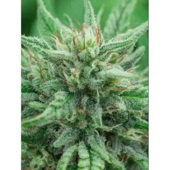 ENECTA - ENECTAROL (CBG) FEM - 25 SEMI