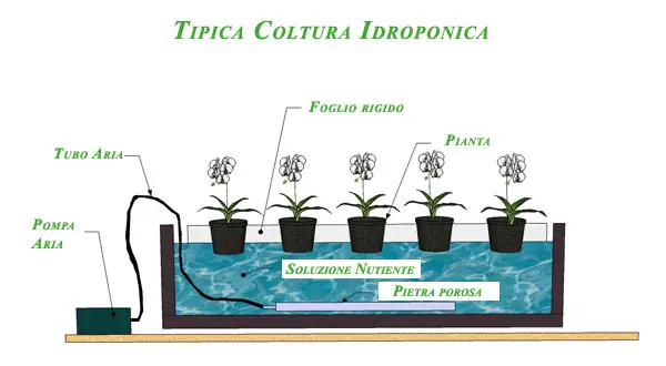 Coltivazione Idroponica Tipica Coltivazione Idroponica