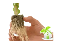 germinare con cubi grodan germinare con cubi grodan