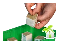 germinazione seme germinazione seme