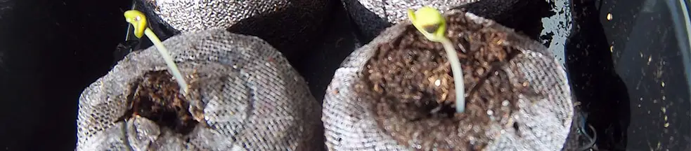 Regole germinazione con Jiffy