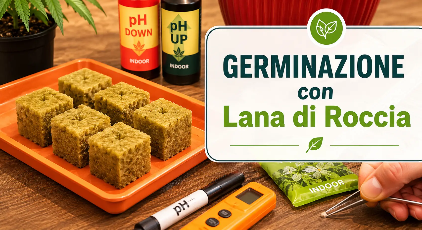Germinare con lana di roccia