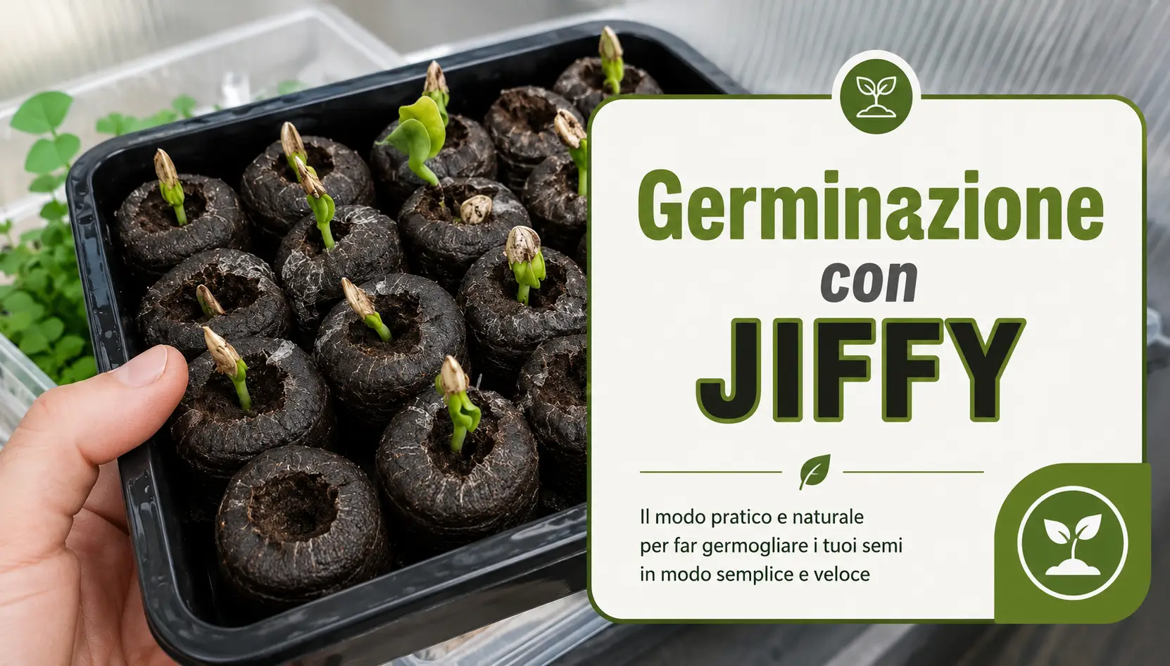 Germinare indoor con dischetti Jiffy