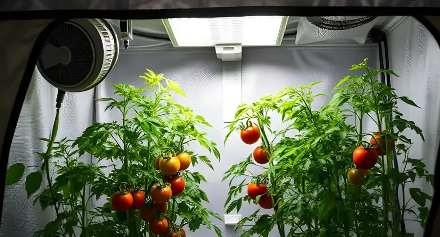 grow box per pomodori