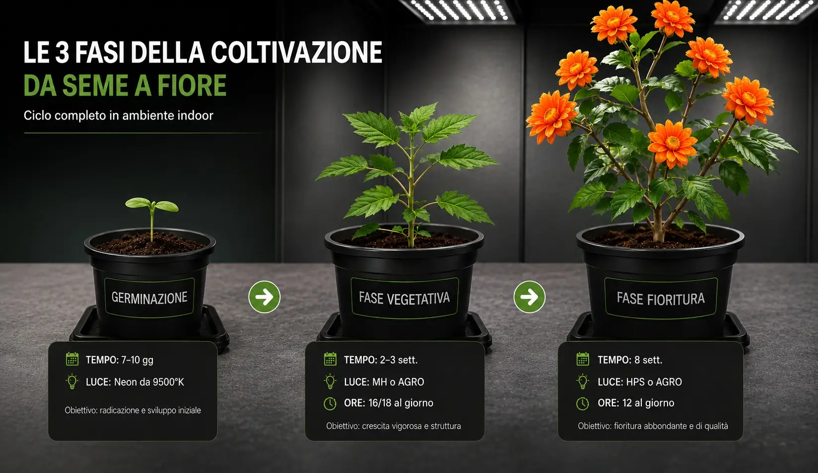 Fasi della coltivazione indoor