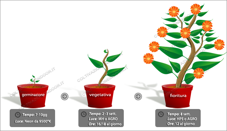 Fasi della coltivazione indoor