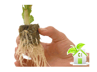germinare con cubi grodan