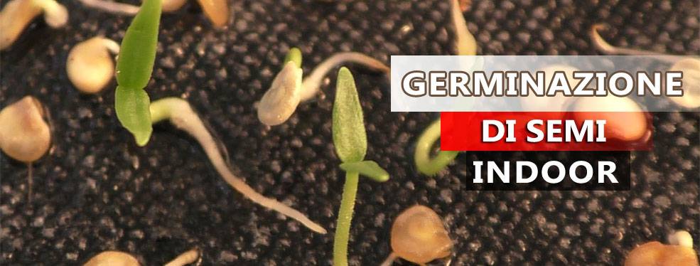 Germinazione di semi indoor