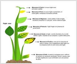 Carenze nutrizionali piante