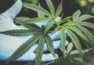 Cannabis Autofiorente: la piu' coltivata al mondo!