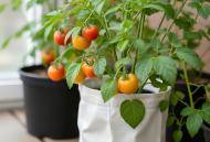 Come Coltivare Pomodori in Casa