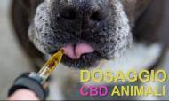 Dosaggio Olio CBD per Cani e Gatti