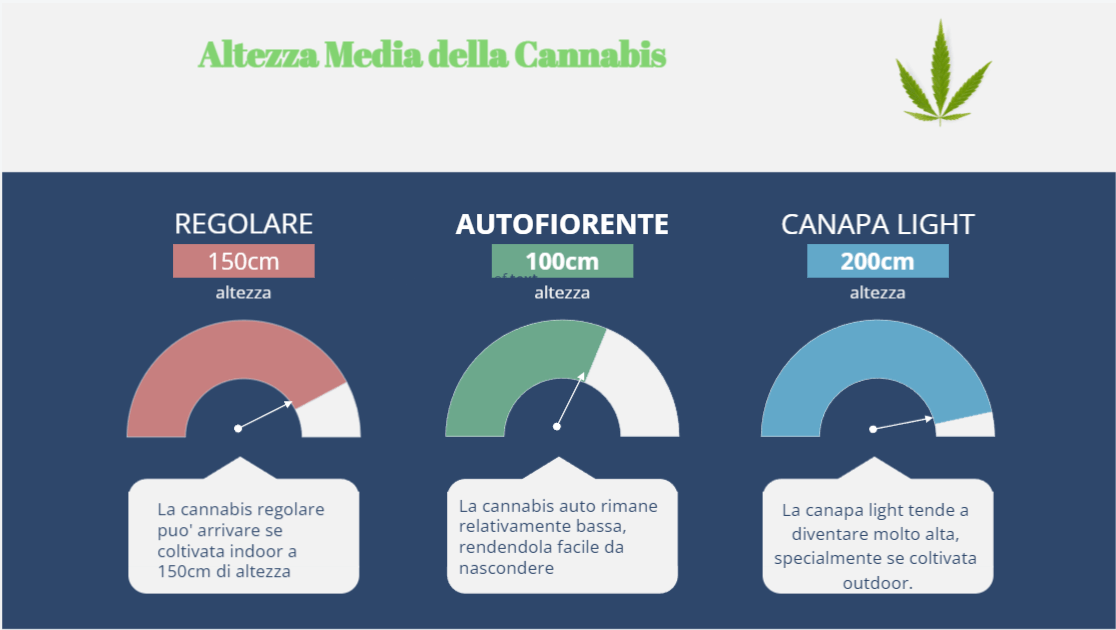 Grafico Altezza media della cannabis