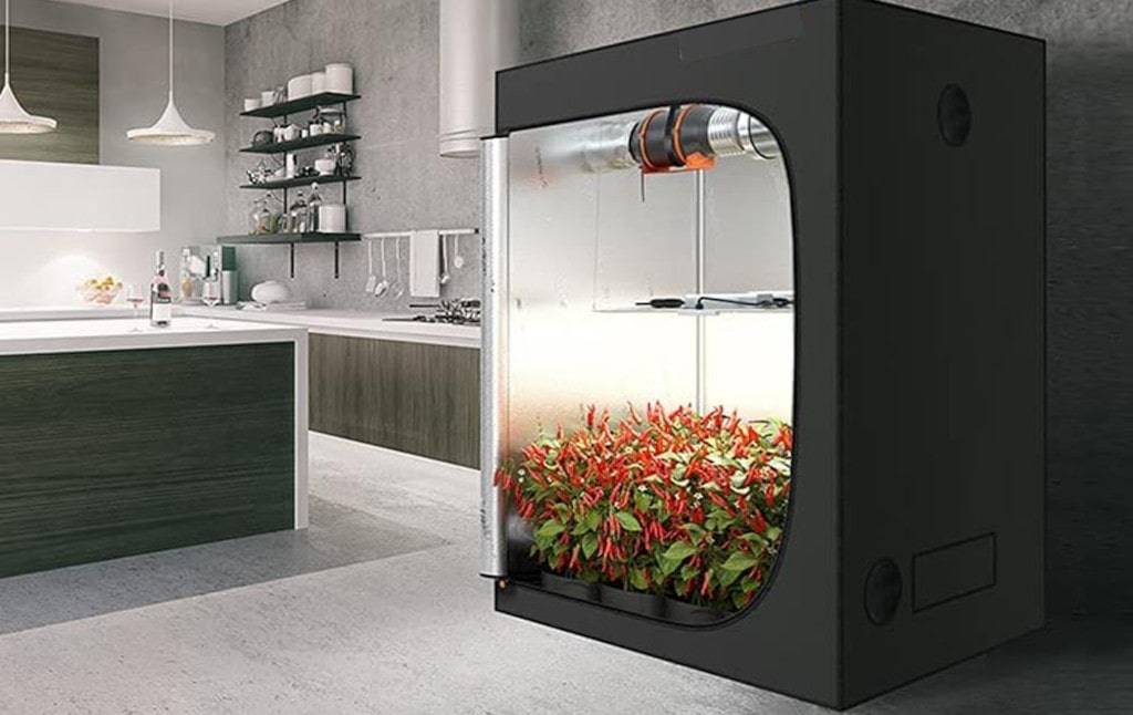 Dobermann grow box