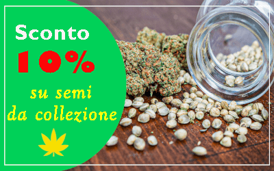 Semi cannabis da collezione